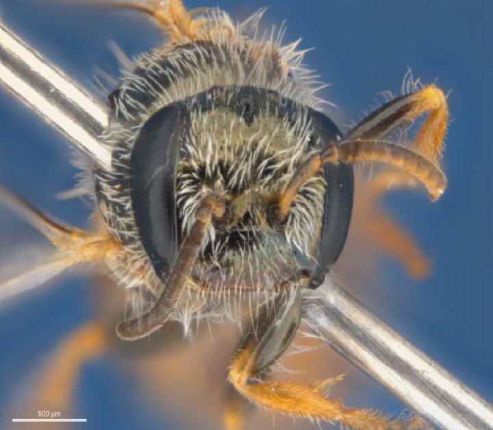 <em>Euhesma albamala</em>