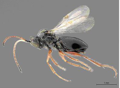 <i>Pycnostigmus mastersonae</i>