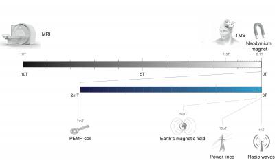 Teeth of Homo Antecessor Shed Light on Trends in Pleistocene Hominin Dental Evolution