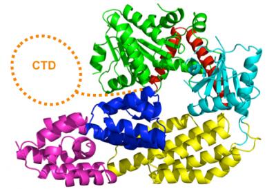 Virus-Detecting Molecule (1 of 2)