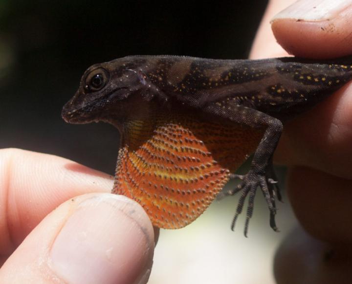 A water anole with a colorful dewlap