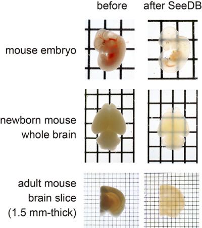 Mouse Embryo and Mouse Brain before and after Treatment with SeeDB