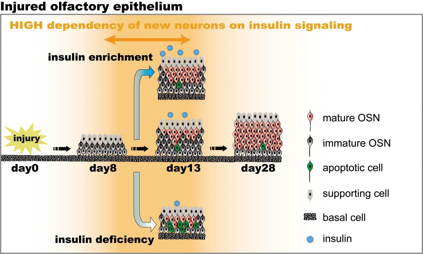 Injured olfactory epithelium