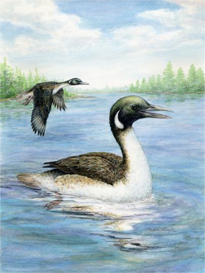 New Bird Fossils Hint at Early Waterfowl