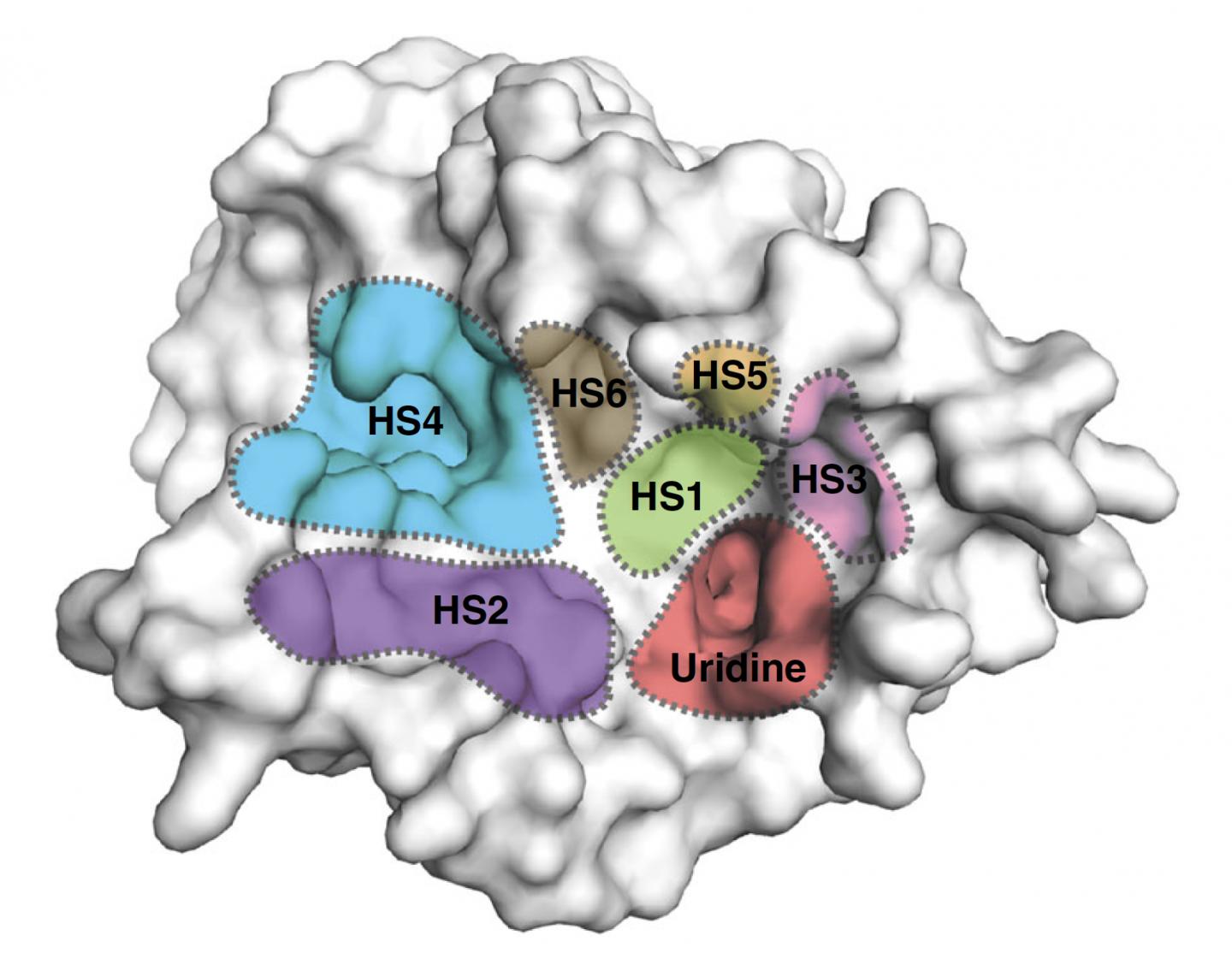 Surface Representation of the MraY Structure