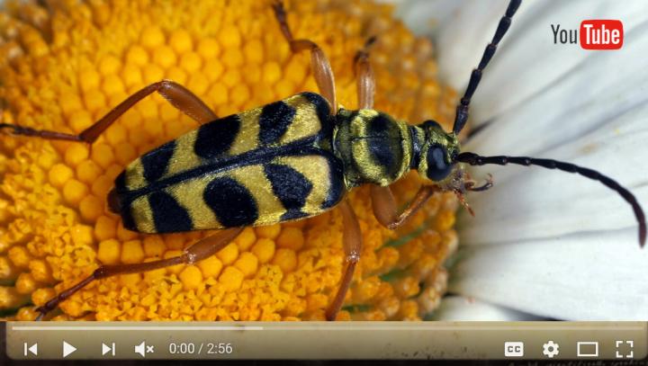 YouTube Your Entomology