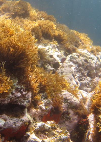 Low Acidity Reef