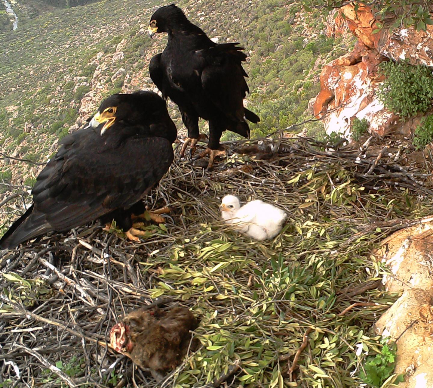 Nesting Verreaux's Eagles
