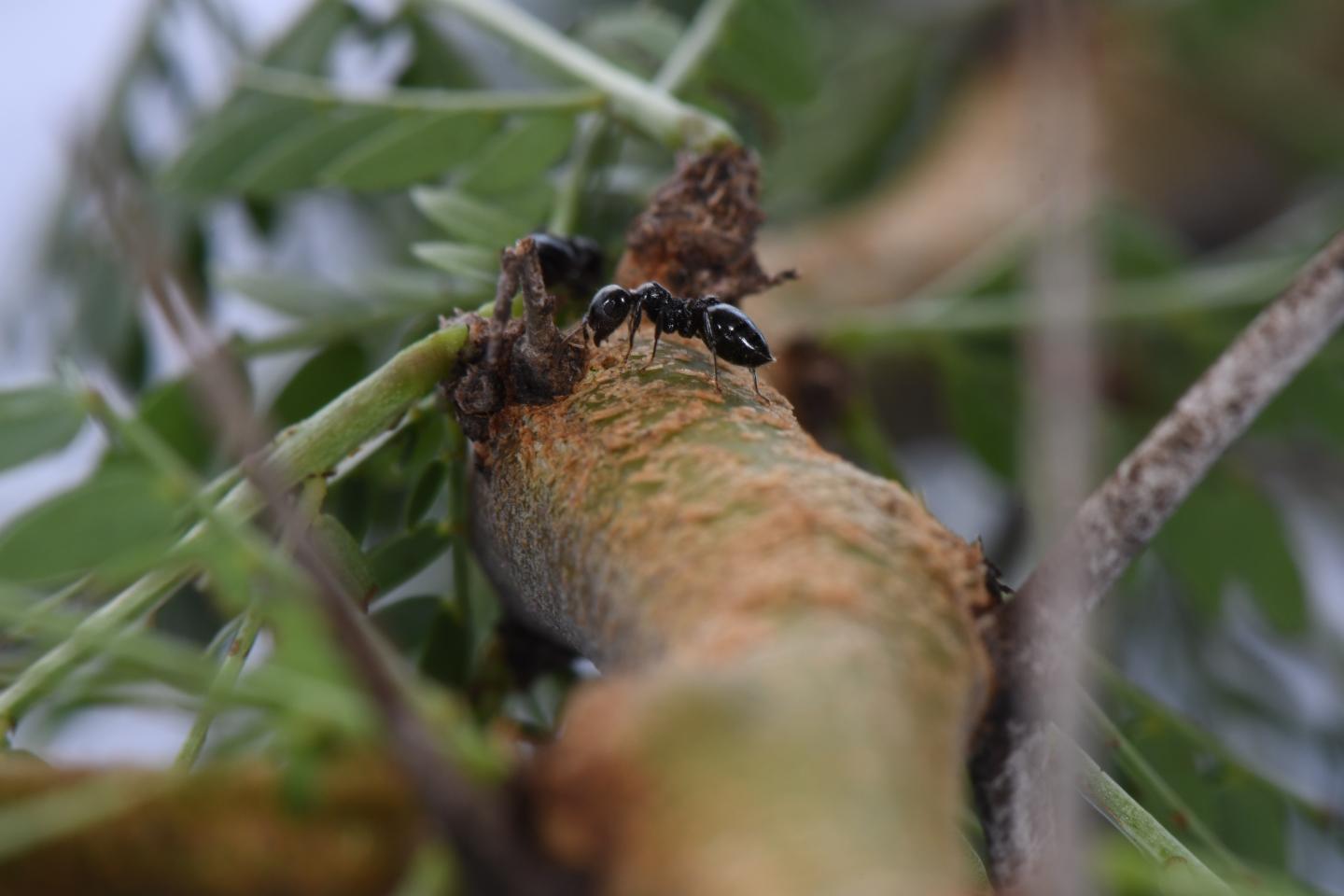 Acacia Ants