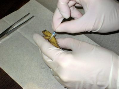 Preserved Frogs Hold Clues to Deadly Pathogen