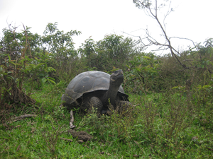 Another Galápagos tortoise