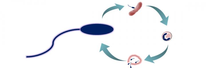 <i>B. bacteriovorus</i> Predation Cycle