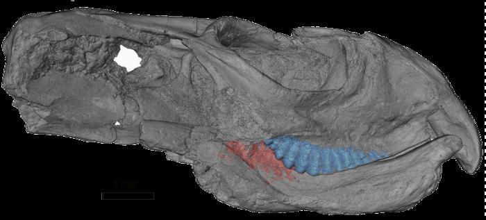 Skull