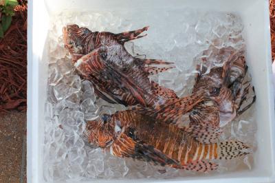 Lionfish on Ice