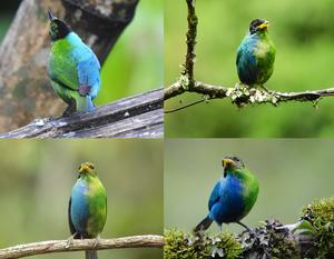 Bilaterally gynandromorphic Green Honeycreeper