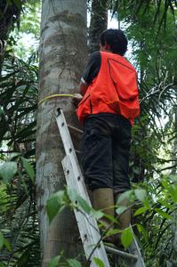 Forest fieldwork