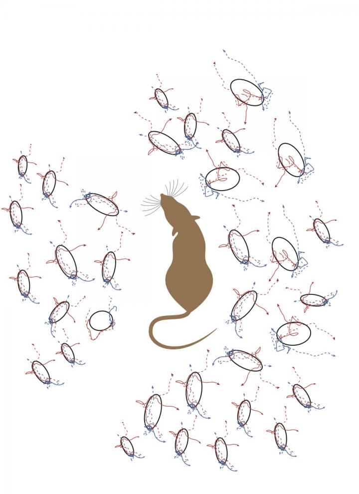 Rats Use Multitasking Neurons to Navigate Decision Making