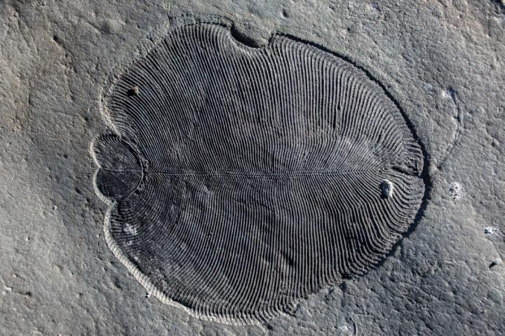 Dickinsonia Fossil