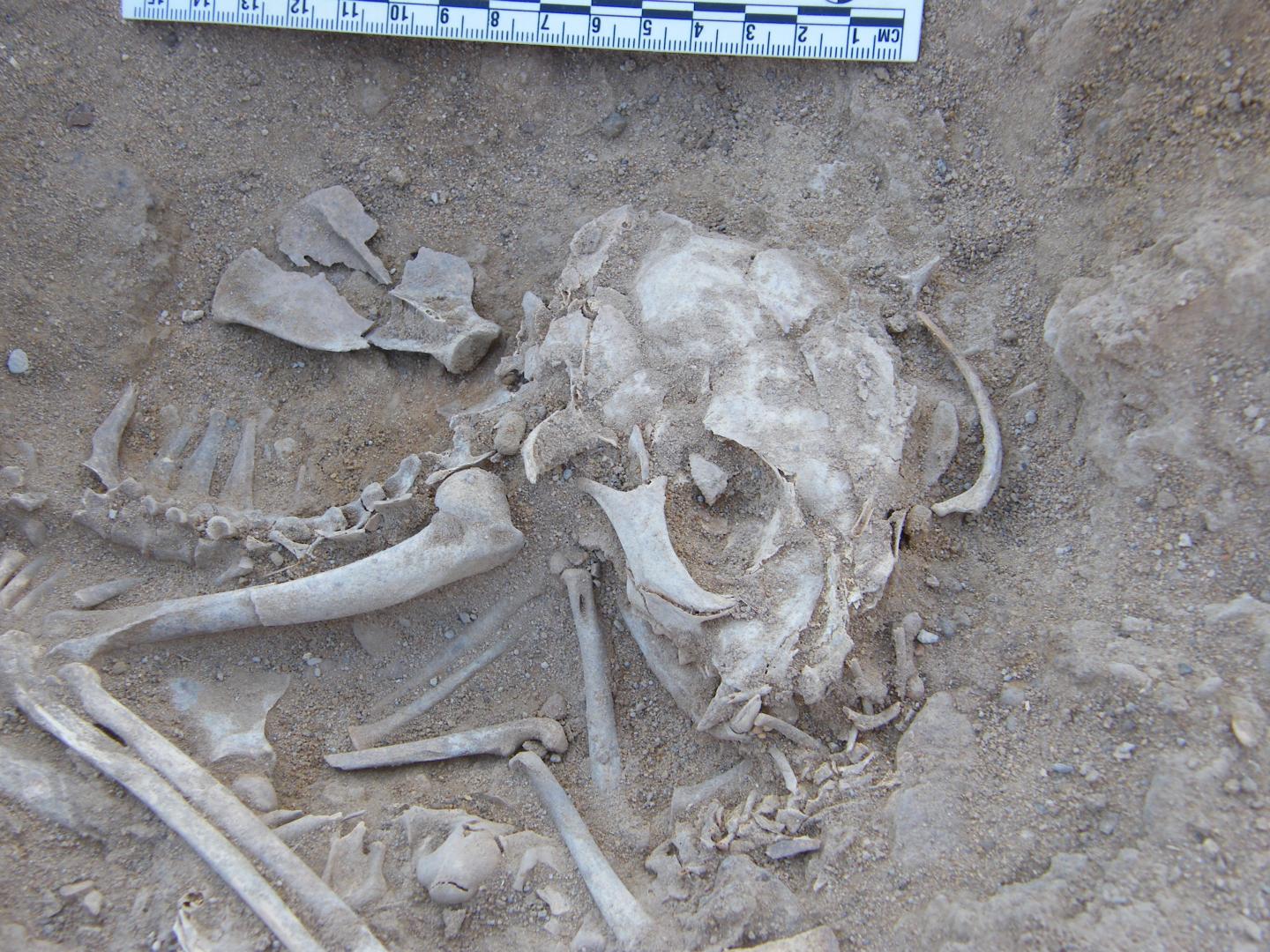 Cat Buried in a 6,000-Year-Old in Hierakonpolis, Egypt