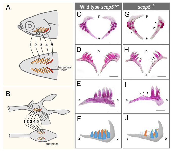 Pharyngeal tooth phenotypes in [IMAGE] | EurekAlert! Science News Releases