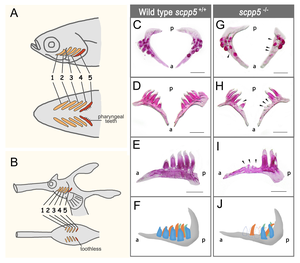 Pharyngeal tooth phenotypes in zebrafish scpp5 homozygous mutants