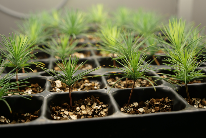 New study shows benefits of ammonium for pine root growth