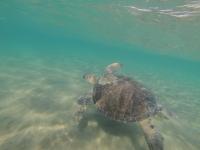 Green Turtle Swimming off Cyprus