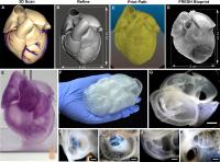 Imaging Data for 3D Bioprinted Hearts