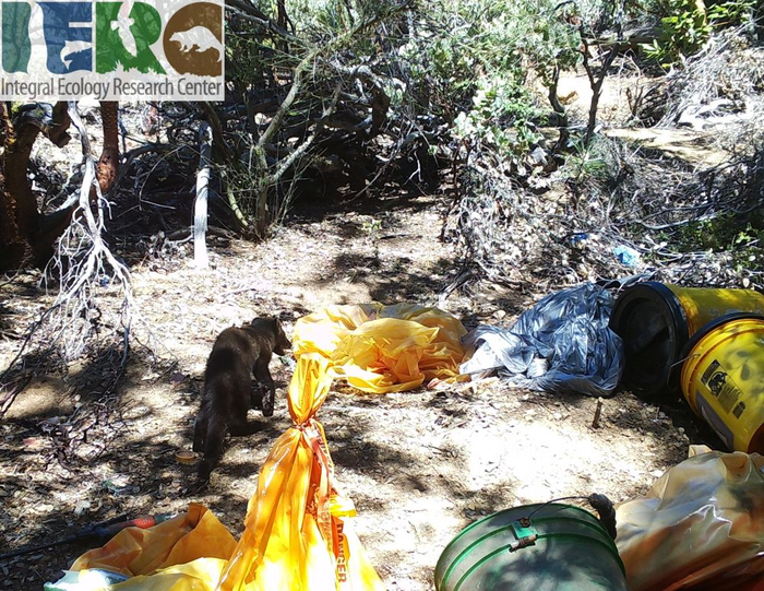 Illegal cannabis farms infringe on crucial habitat for sensitive birds and mammals