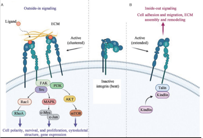 The key roles played by integrins in a variety of physiological processes