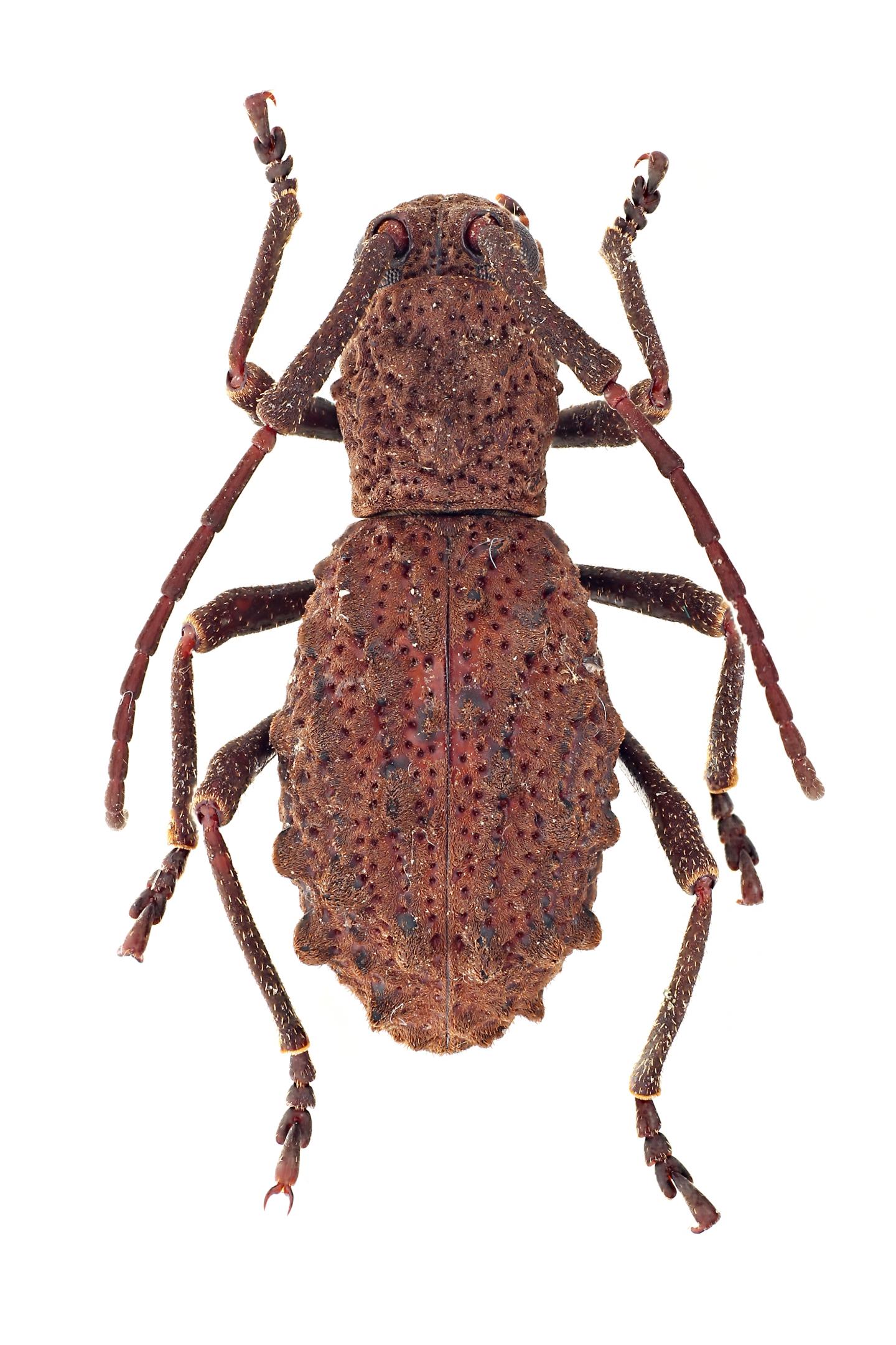 <i>Borneostyrax cristatus</i> (2 of 2)