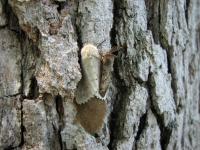 Gypsy Moth Management Made More Efficient, Cost-Effective (2 of 3)