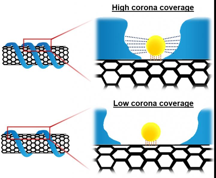 Corona Coverage