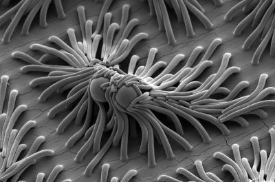 Adhesion with spheres