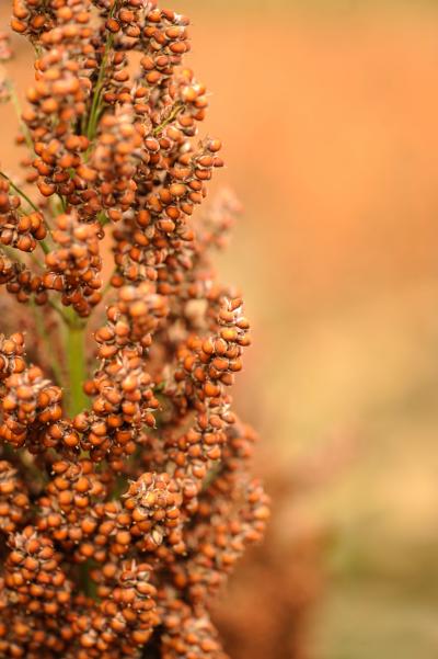 Sorghum