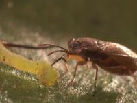 A Big-Eyed Bug (<i>Geocoris spp.</i>) (2 of 2)