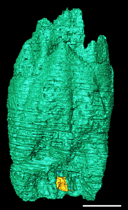 Remarkable cycad fossil in 3D