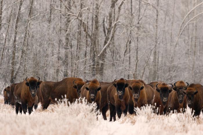 European bison