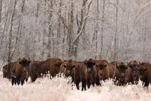 European bison