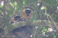 Critically Endangered Dryas Monkeys