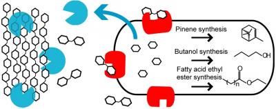 <I>E. coli</I> for Three Fuels