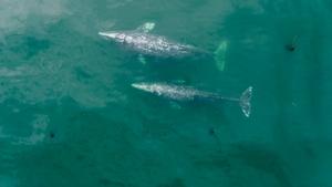Pacific Coast Feeding Group gray whales