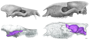 CT scans of prehistoric mammals' skulls