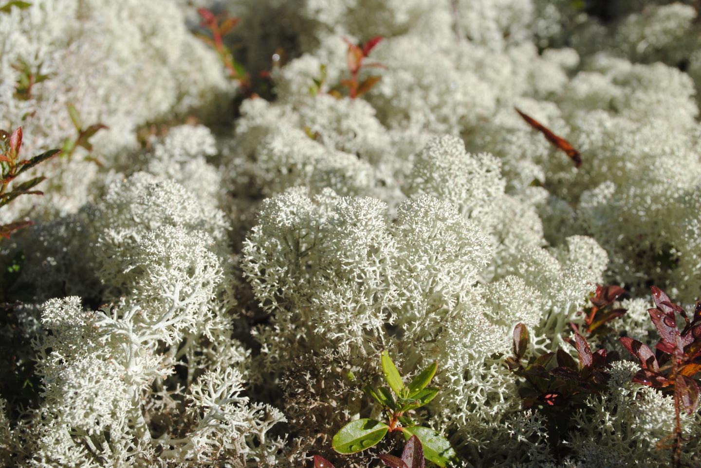 Reindeer lichens are having more sex than exp