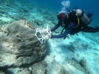 Monitoring corals