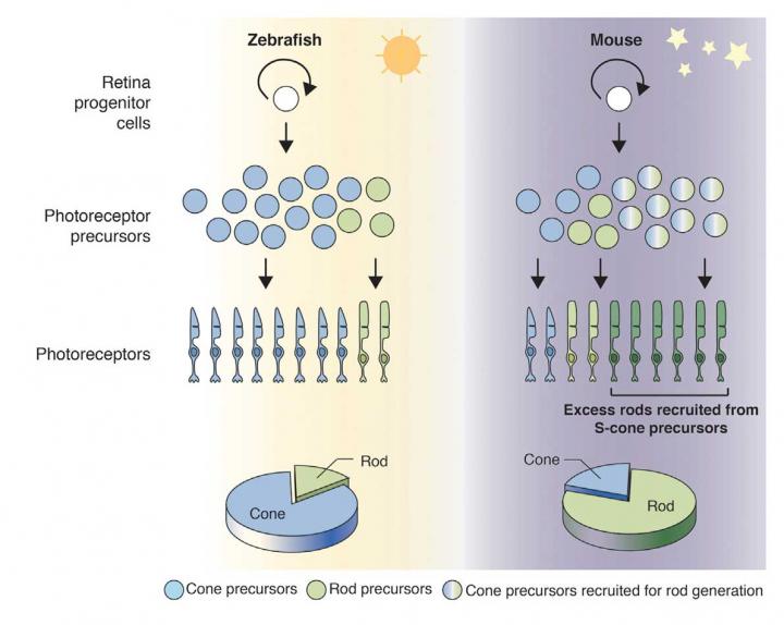 Evolutionary Transition of Rods to Cones