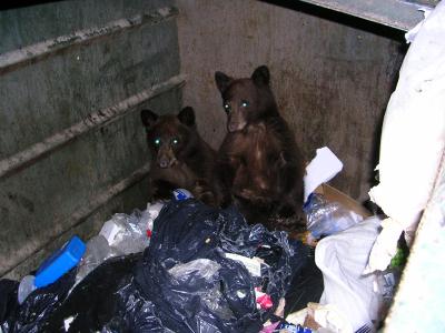 Black Bears Dumpster Diving