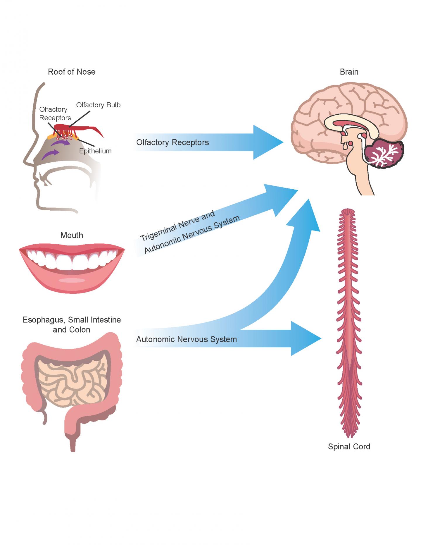 Possible Routes for Microbial Amyloid to Influence the CNS