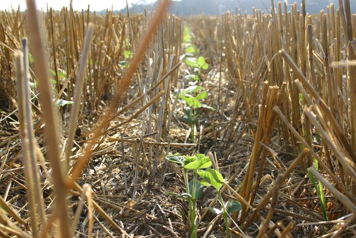 Double cropped soybeans into wheat