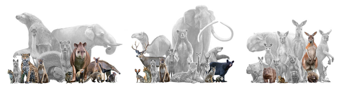 illustration of mammal diversity lost in three locations over past 130K years